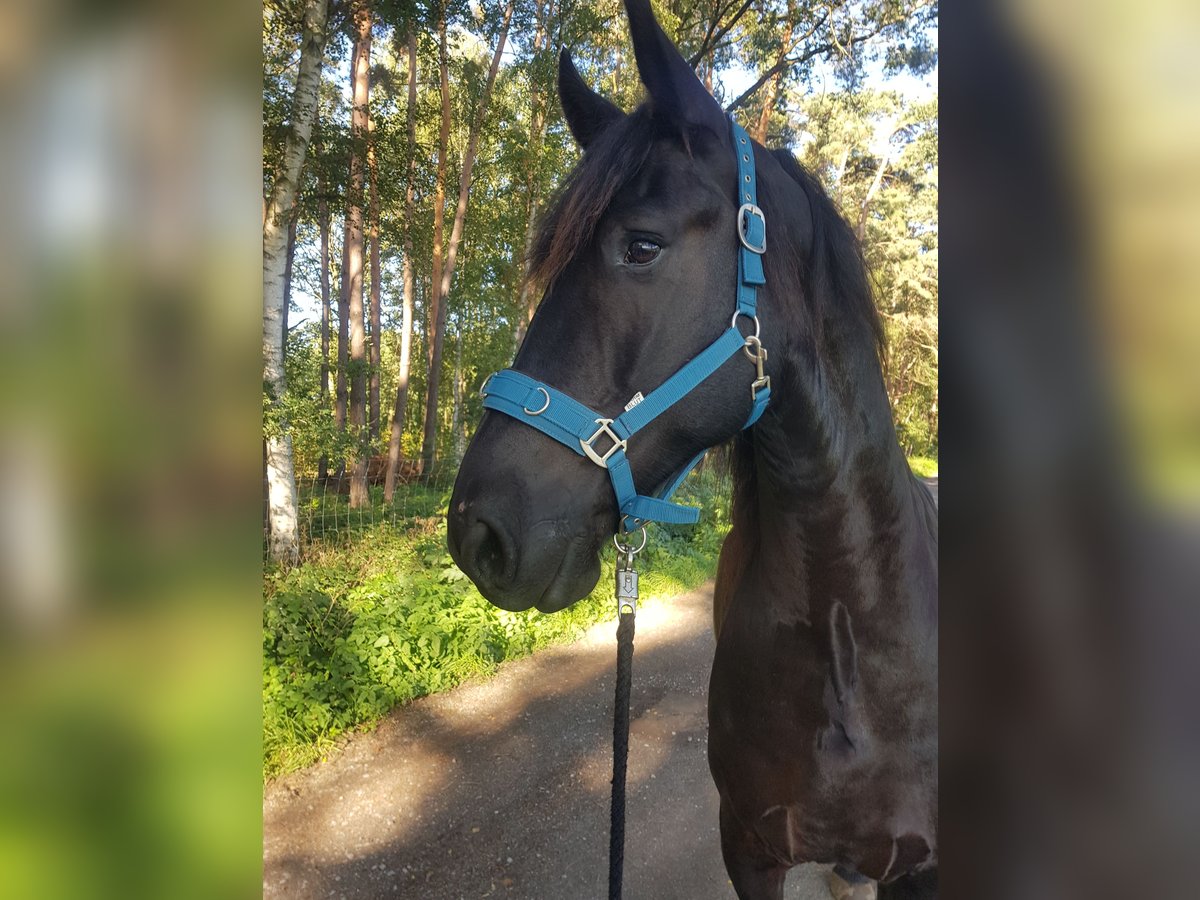 Friesen Wallach 8 Jahre 170 cm Rappe in Lehrte/ Immensen