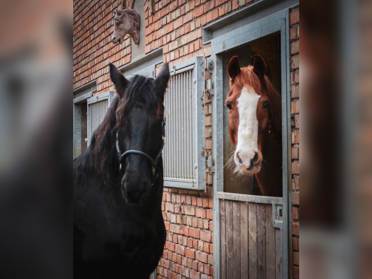 Friesen Mix Wallach 9 Jahre 162 cm in Lüchow OT Satemin Friesen Mix Wallach 9 Jahre 162 cm in Lüchow OT Satemin