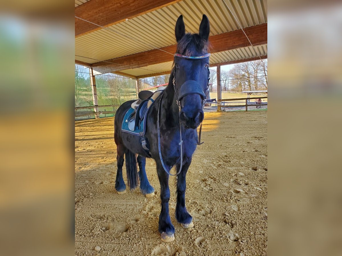 Friesen Wallach 9 Jahre 162 cm Rappe in Remscheid