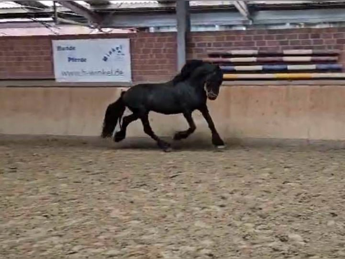 Frieserhästar Hingst 12 år 160 cm in Dorsten