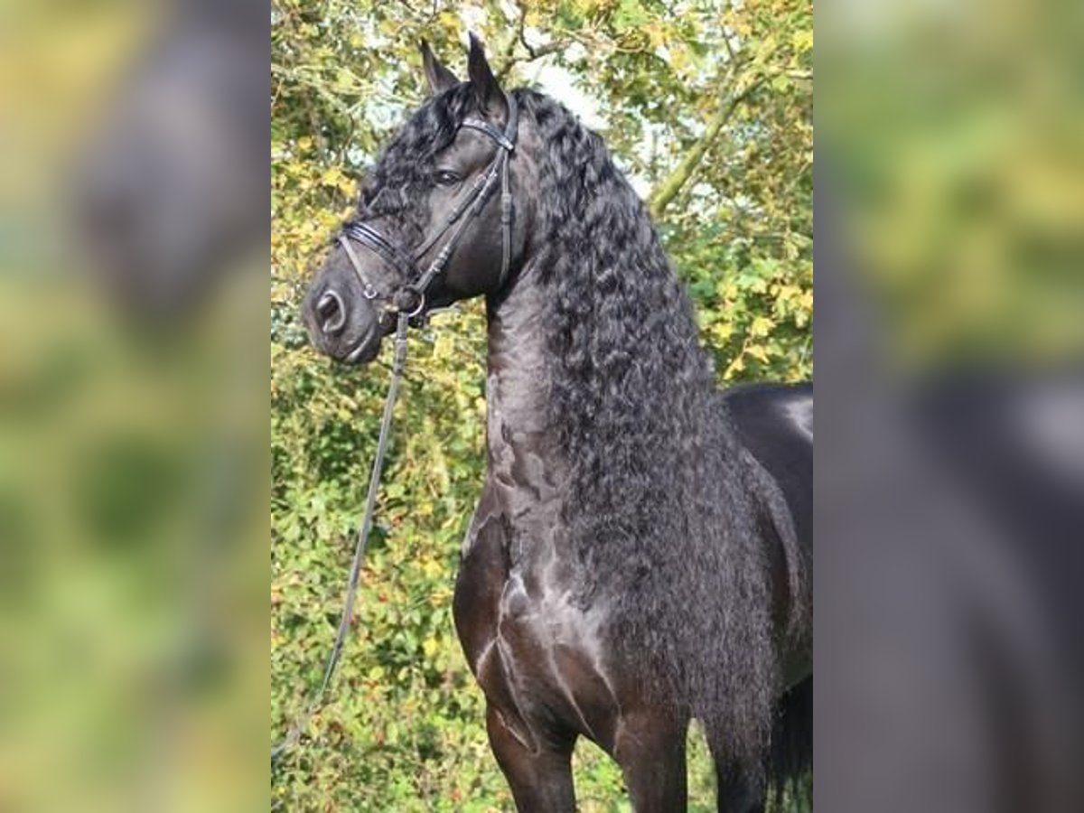 Frieserhästar Hingst 13 år 168 cm Svart in Neunkirchen/Saar