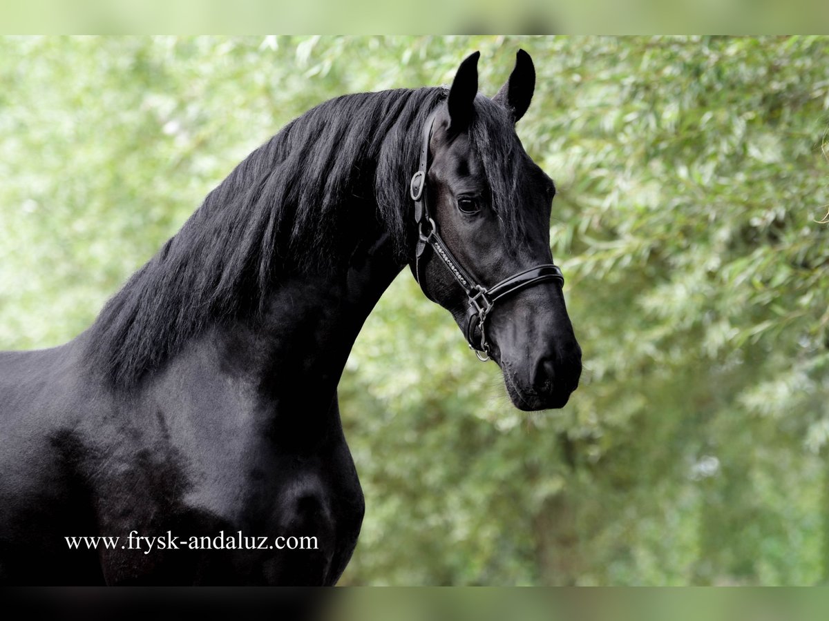 Frieserhästar Hingst 3 år 164 cm Svart in Mijnsheerenland