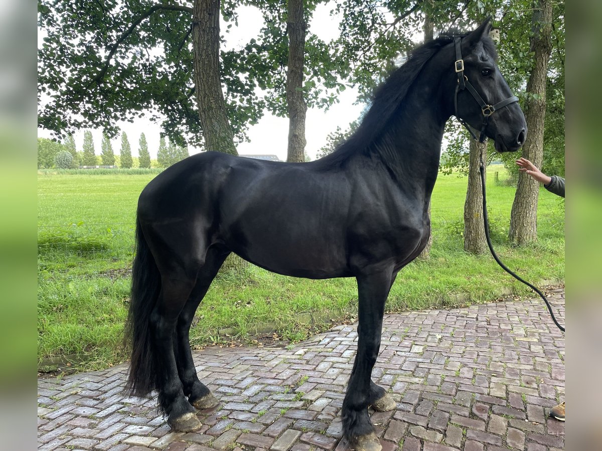 Frieserhästar Hingst 3 år 168 cm Svart in Spijk