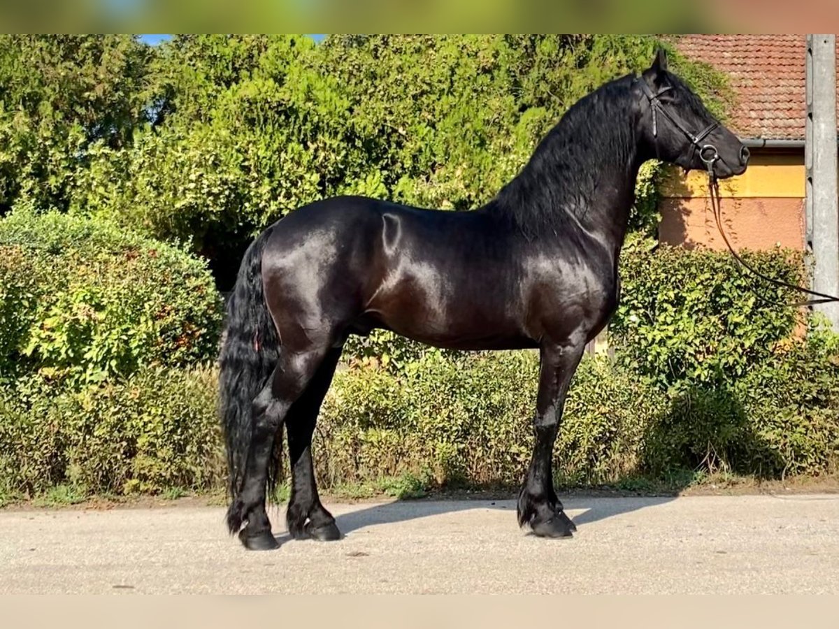 Frieserhästar Hingst 5 år 162 cm Svart in Rechnitz