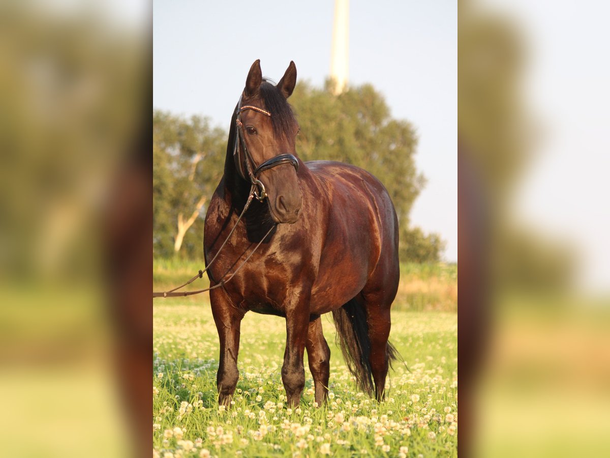 Frieserhästar Blandning Sto 11 år 153 cm Svart in Hude (Oldenburg)