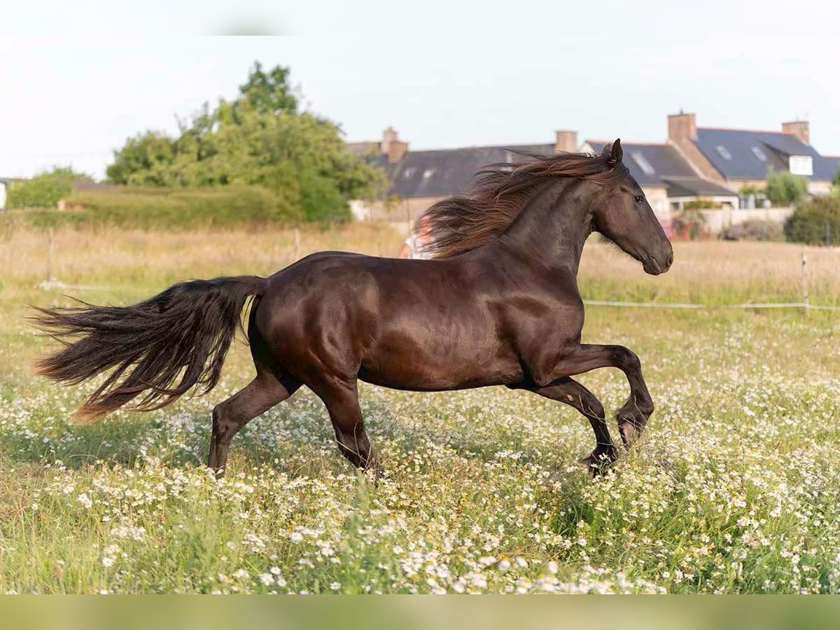 Frieserhästar Sto 2 år 165 cm Svart in Aix-en-Provence