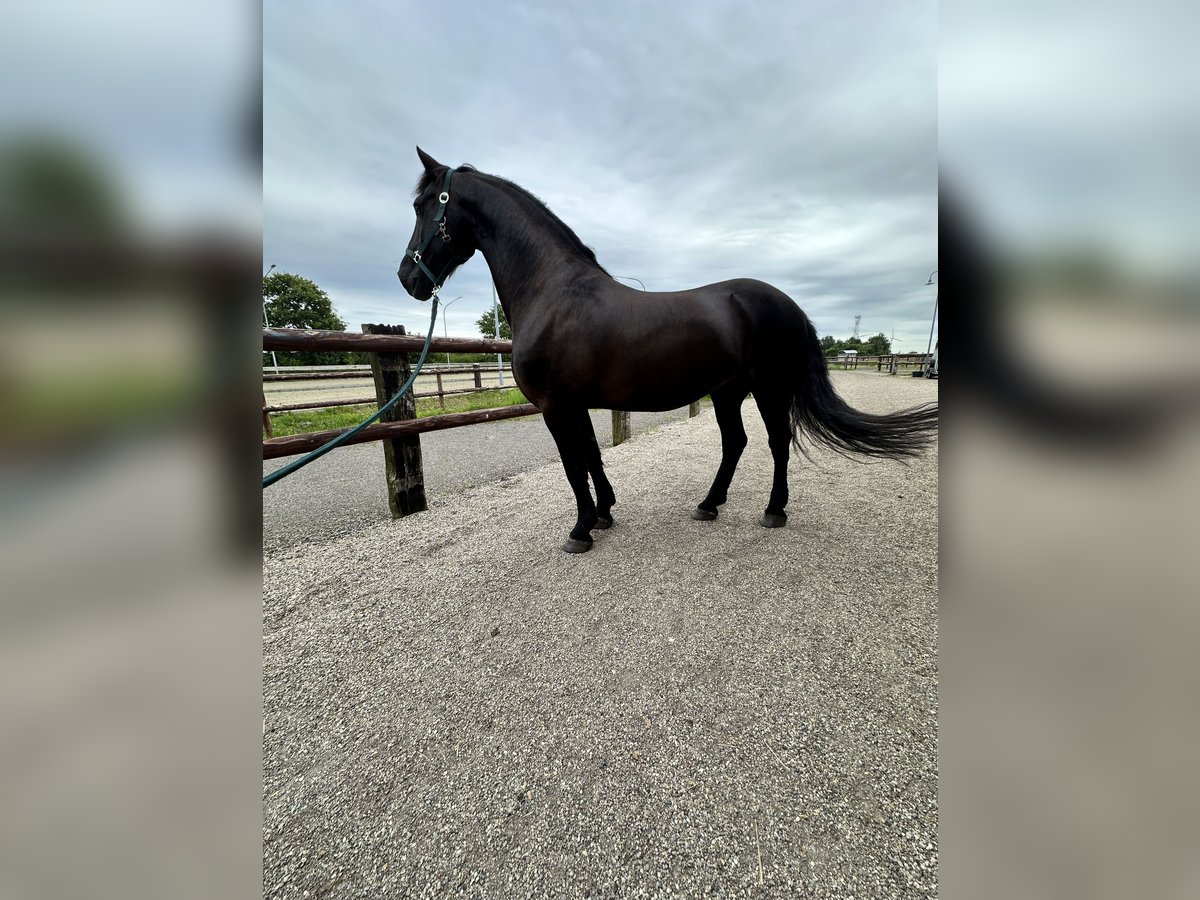 Frieserhästar Valack 11 år 160 cm Svart in Flensburg