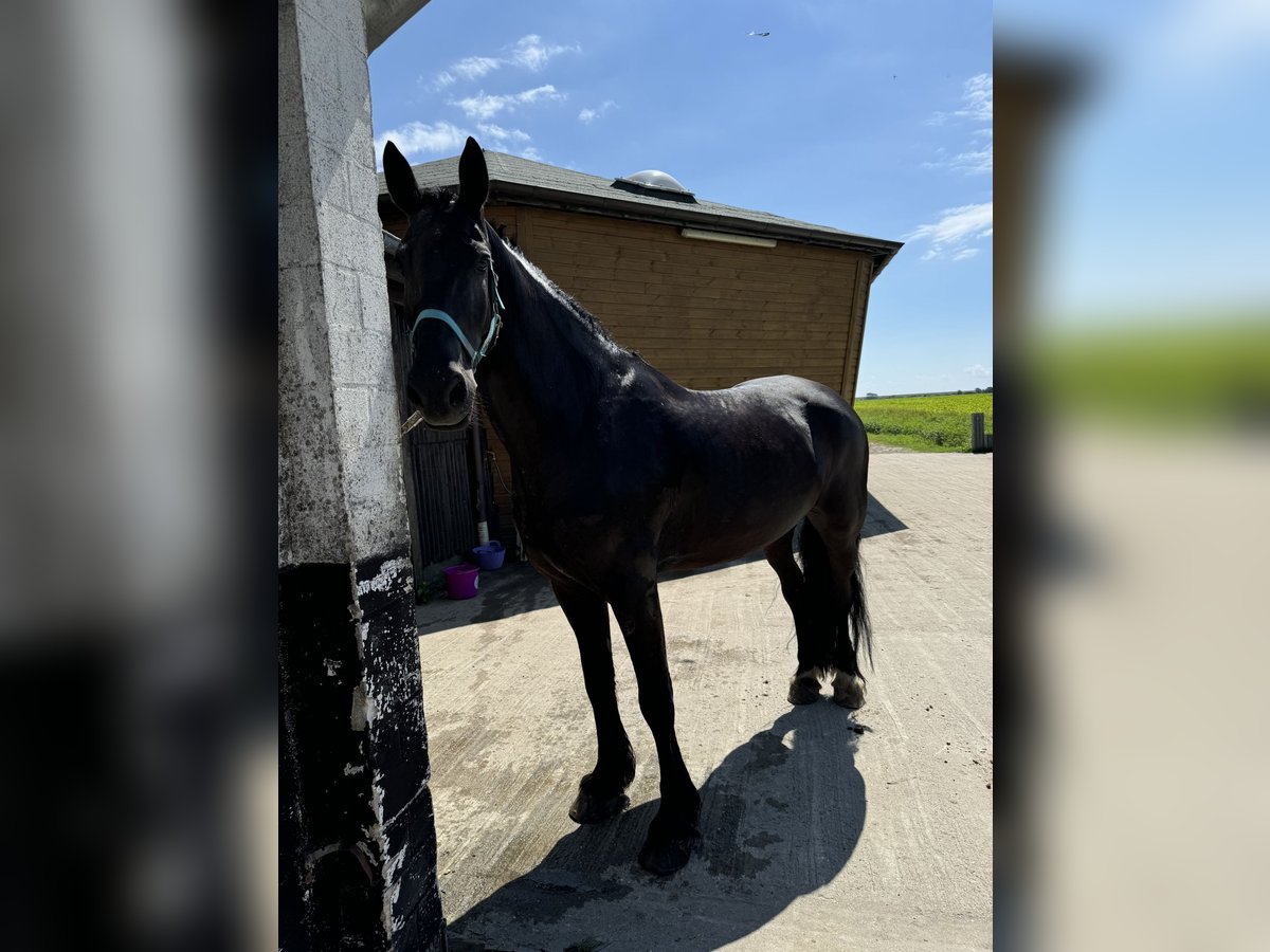 Frieserhästar Blandning Valack 13 år 171 cm Svart in Mülheim an der Ruhr