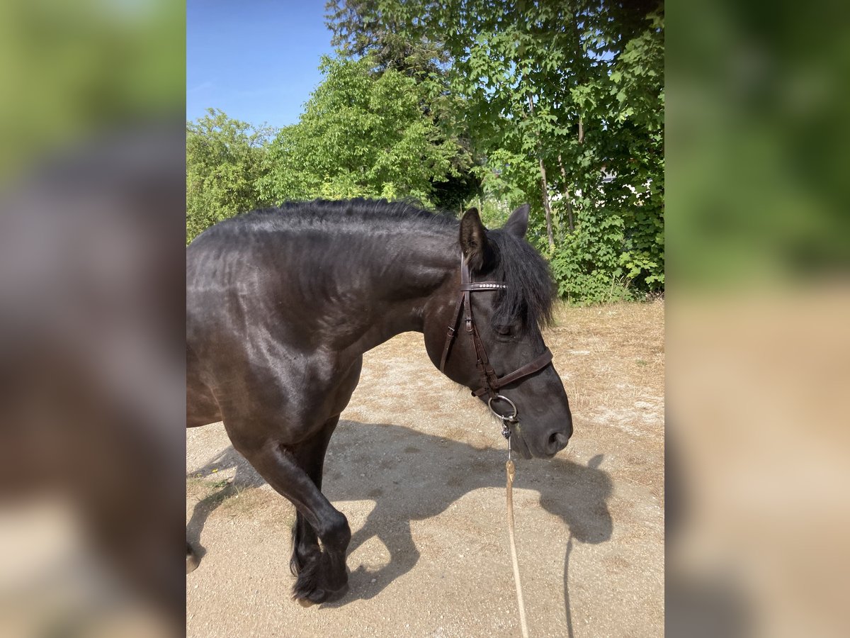 Frieserhästar Blandning Valack 19 år 154 cm Svart in Hülben