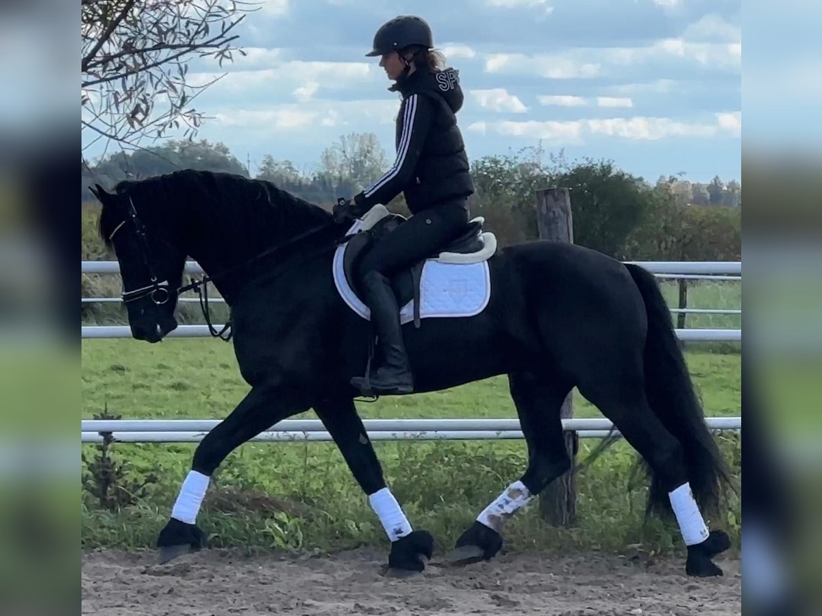 Frieserhästar Valack 5 år 164 cm Svart in Leer (Ostfriesland)