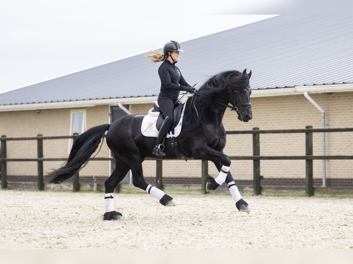 Frieserhästar Valack 5 år 170 cm Svart in Harlingen