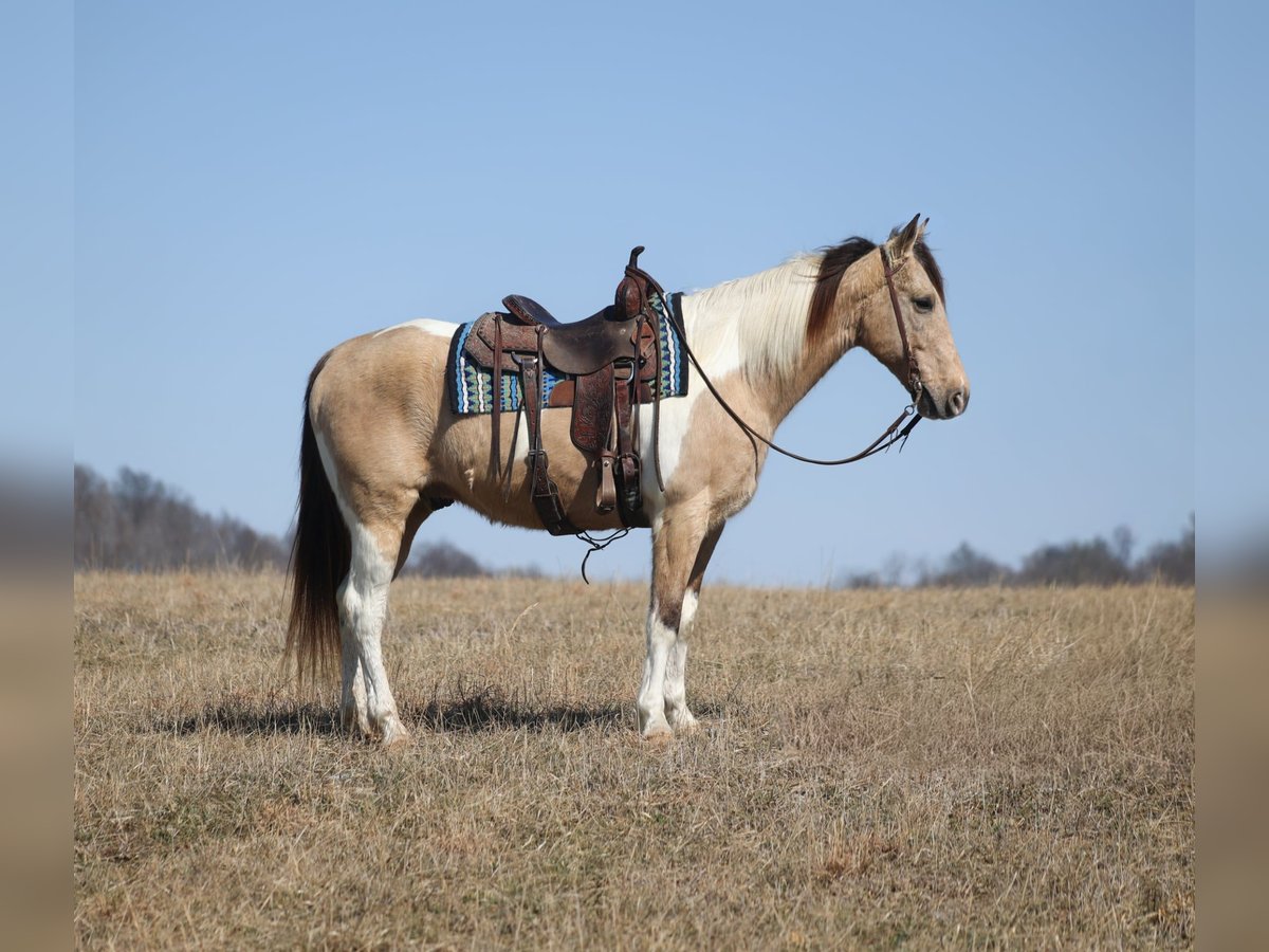 Friesian horses Gelding 10 years 15,3 hh Tobiano-all-colors in Brodhead