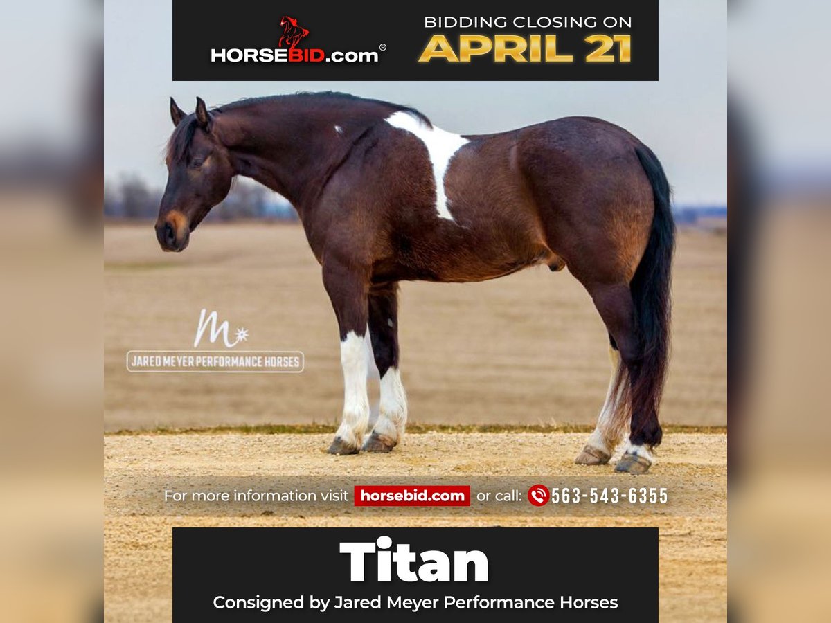 Friesian horses Gelding 10 years 16,1 hh Tobiano-all-colors in Bernard, IA