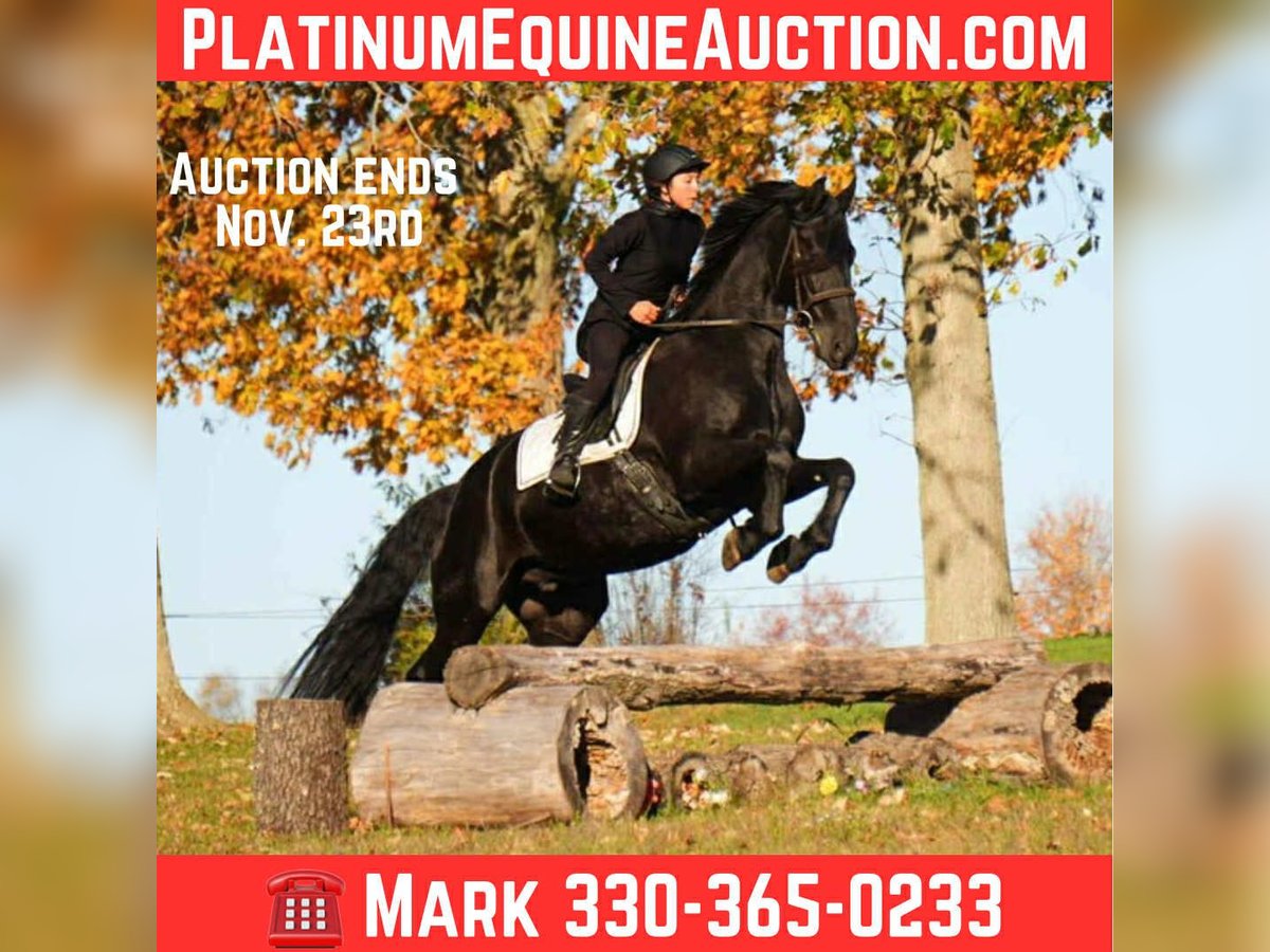 Friesian horses Gelding 10 years 16,3 hh Black in fresno OH