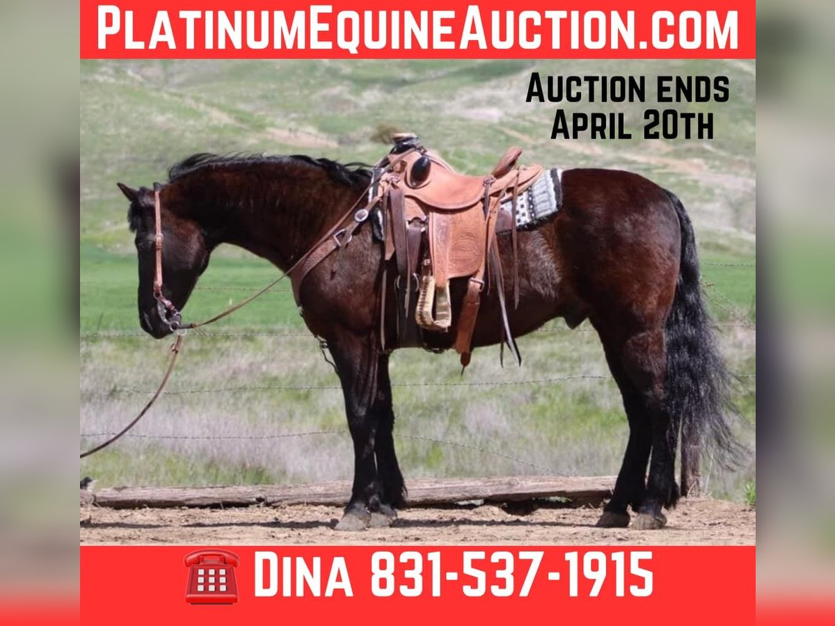 Friesian horses Gelding 11 years 15 hh in Paicines CA