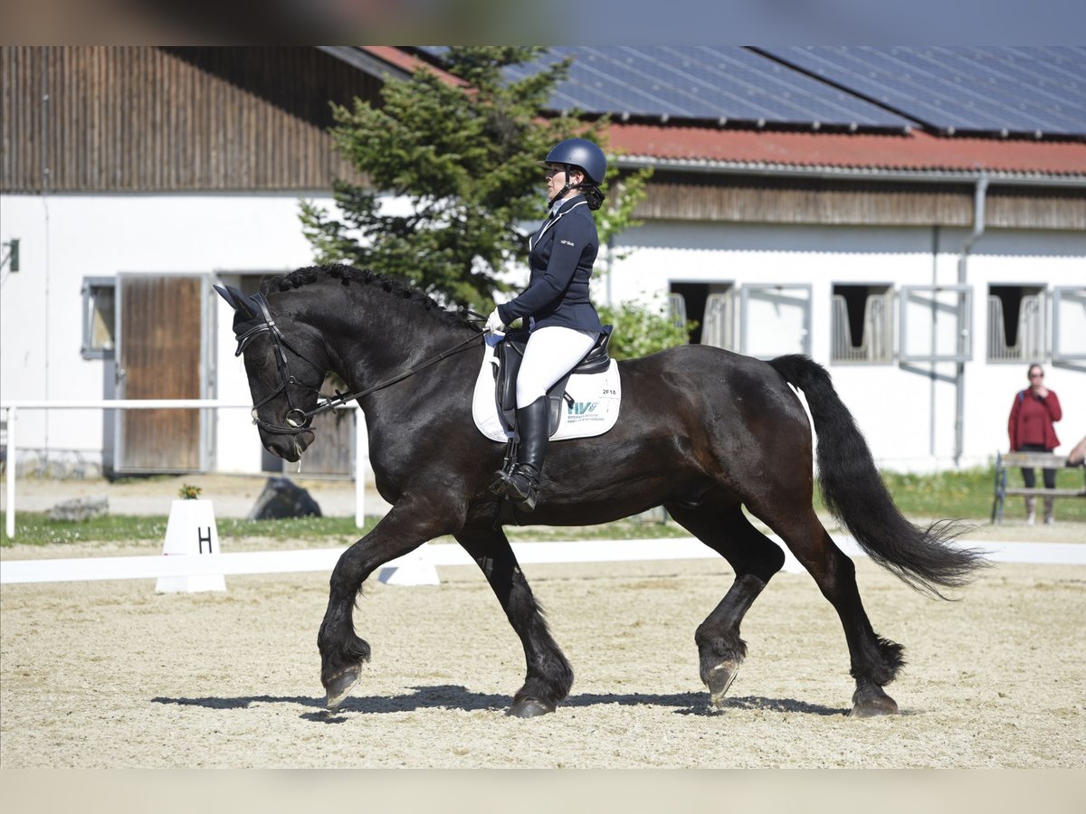 Friesian horses Mix Gelding 11 years 17 hh Black in Reisenberg