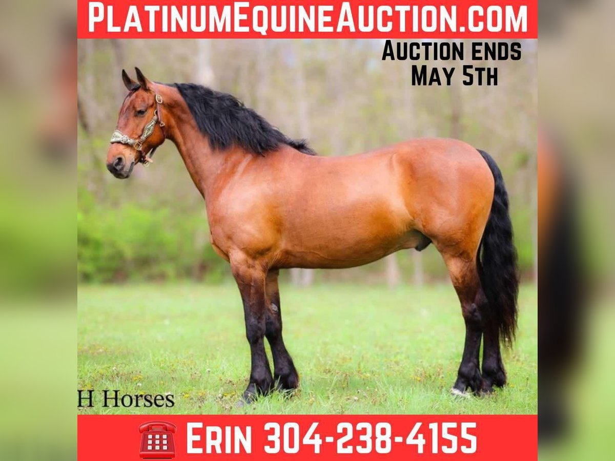 Friesian horses Gelding 11 years in Flemingsburg KY