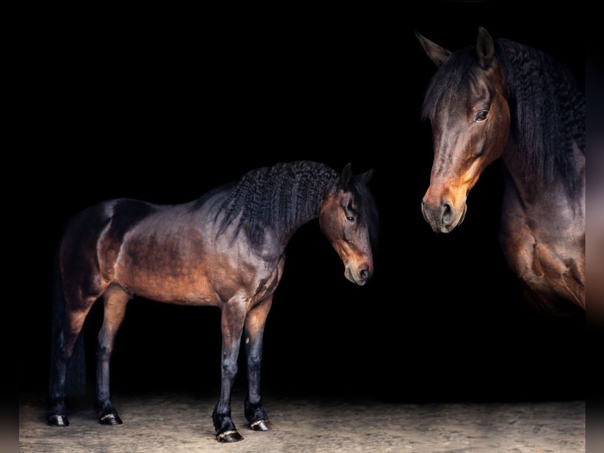 Friesian horses Mix Gelding 12 years 15 hh Bay in Ridgefield, WA