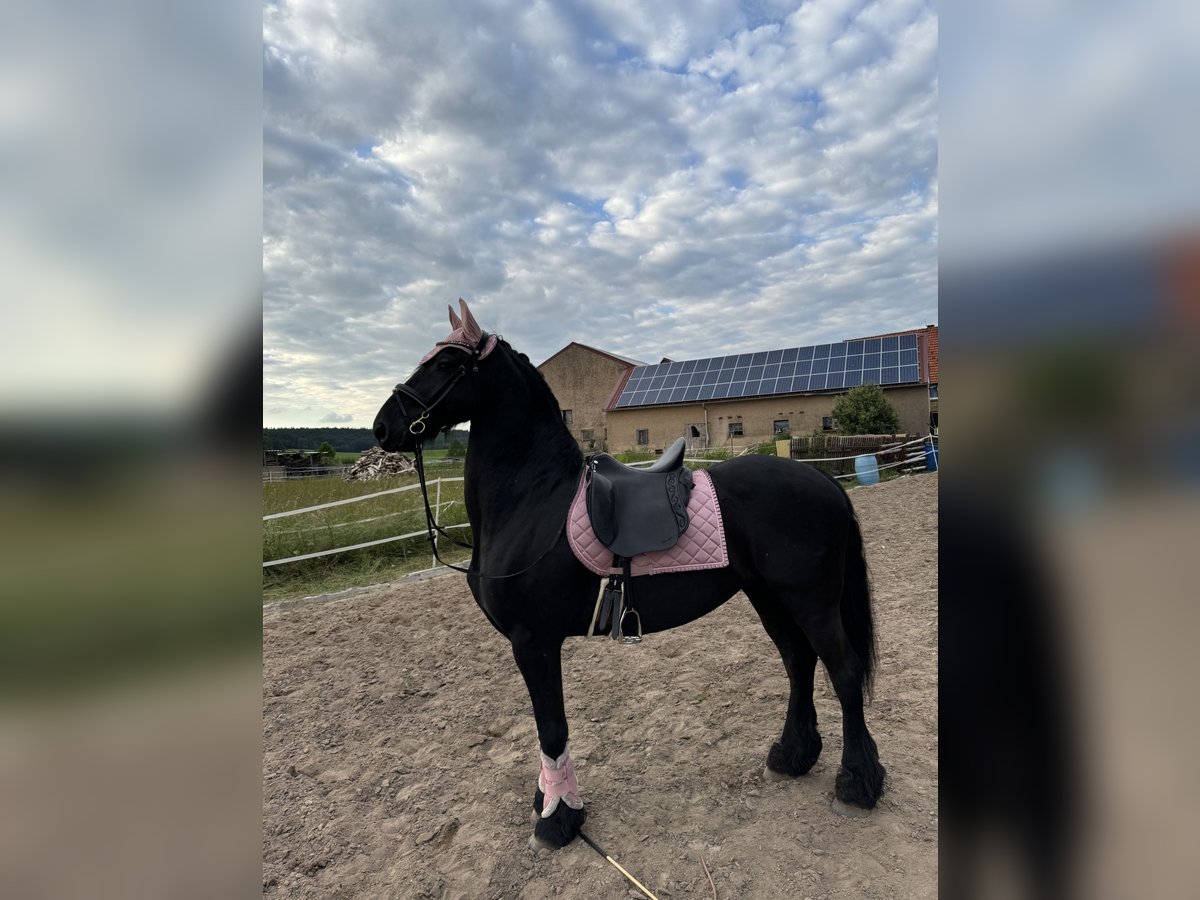 Friesian horses Gelding 12 years 16 hh Black in Oberdachstetten