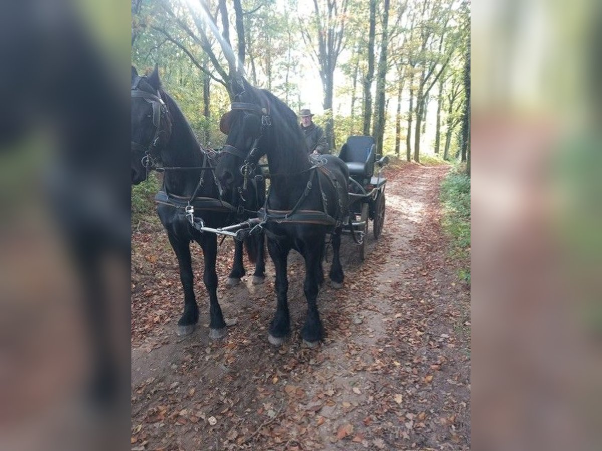 Friesian horses Gelding 12 years 16 hh Smoky-Black in Arnhem