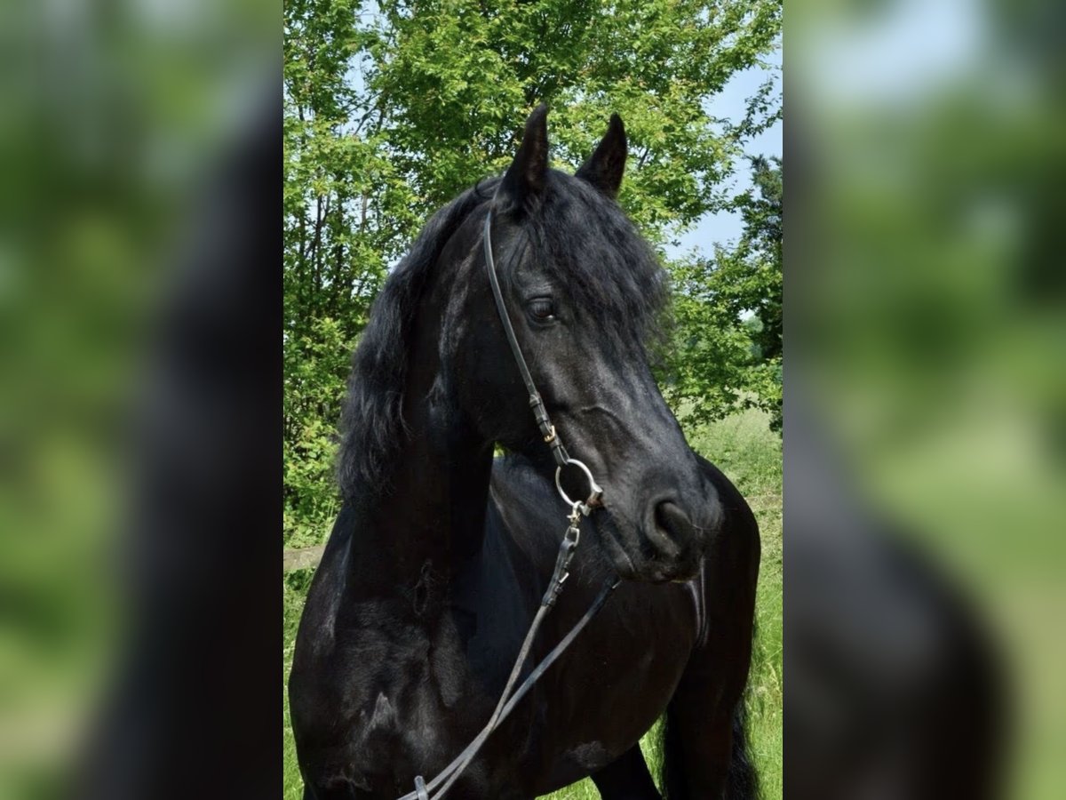 Friesian horses Gelding 12 years 16,3 hh Black in Slovenia