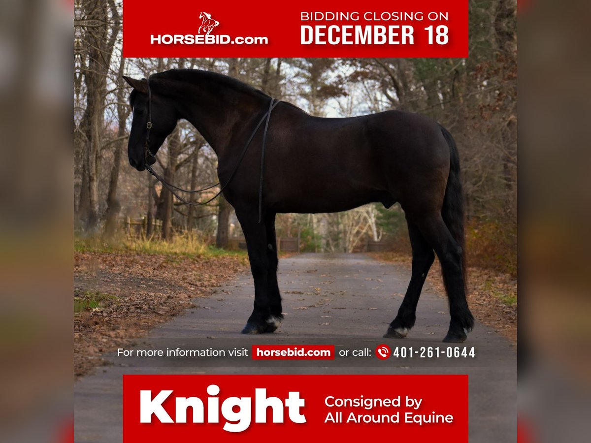 Friesian horses Mix Gelding 12 years 17 hh Black in Middleboro