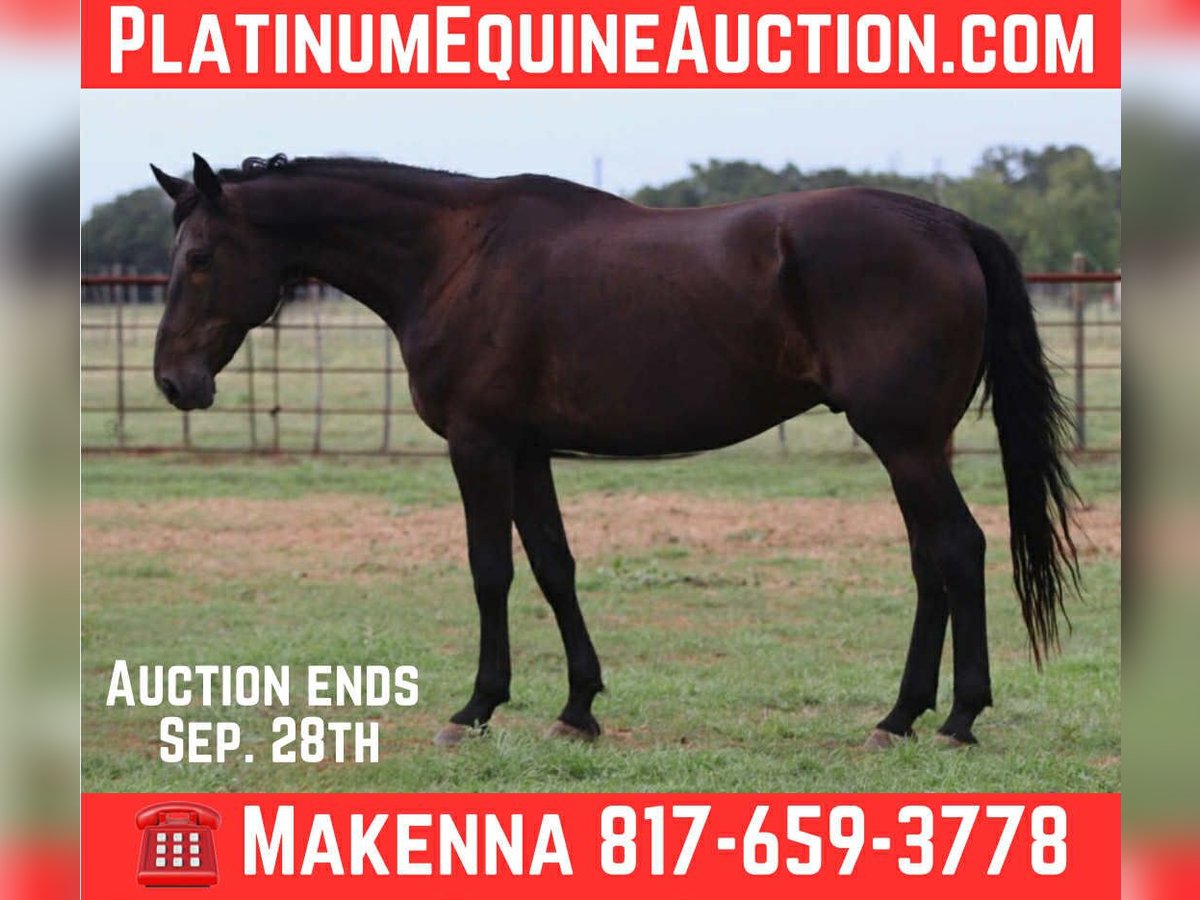 Friesian horses Gelding 12 years 17 hh Black in Lipan TX