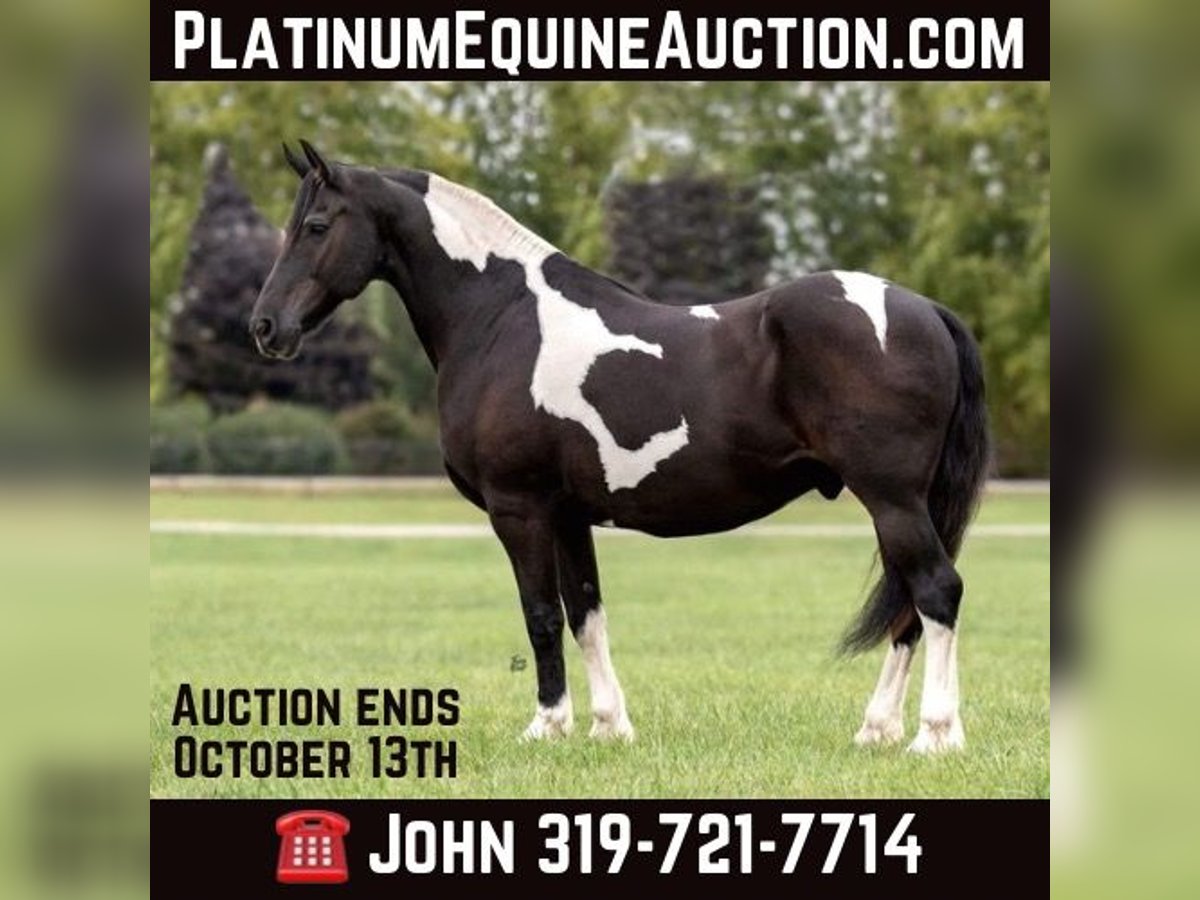 Friesian horses Gelding 13 years 16,2 hh Tobiano-all-colors in Lisbon IA