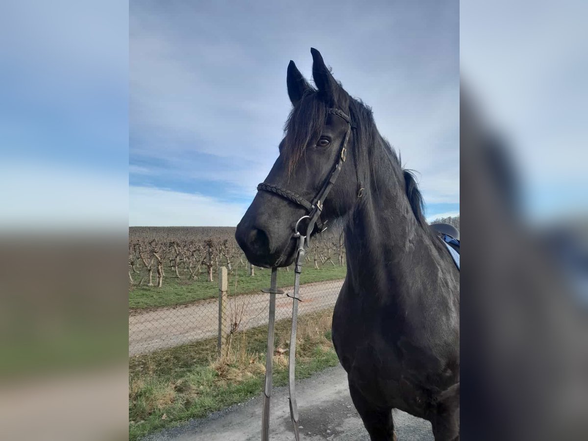 Friesian horses Gelding 13 years in Kreischa