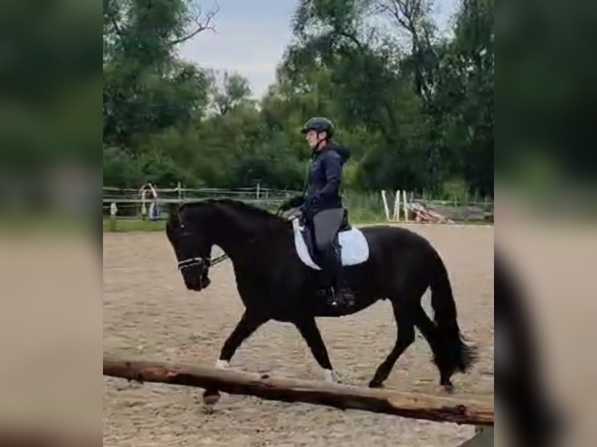 Friesian horses Gelding 15 years 16,1 hh Black in Weisenheim am Sand