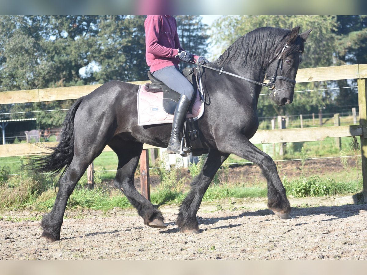 Friesian horses Gelding 15 years 16 hh Black in Achtmaal