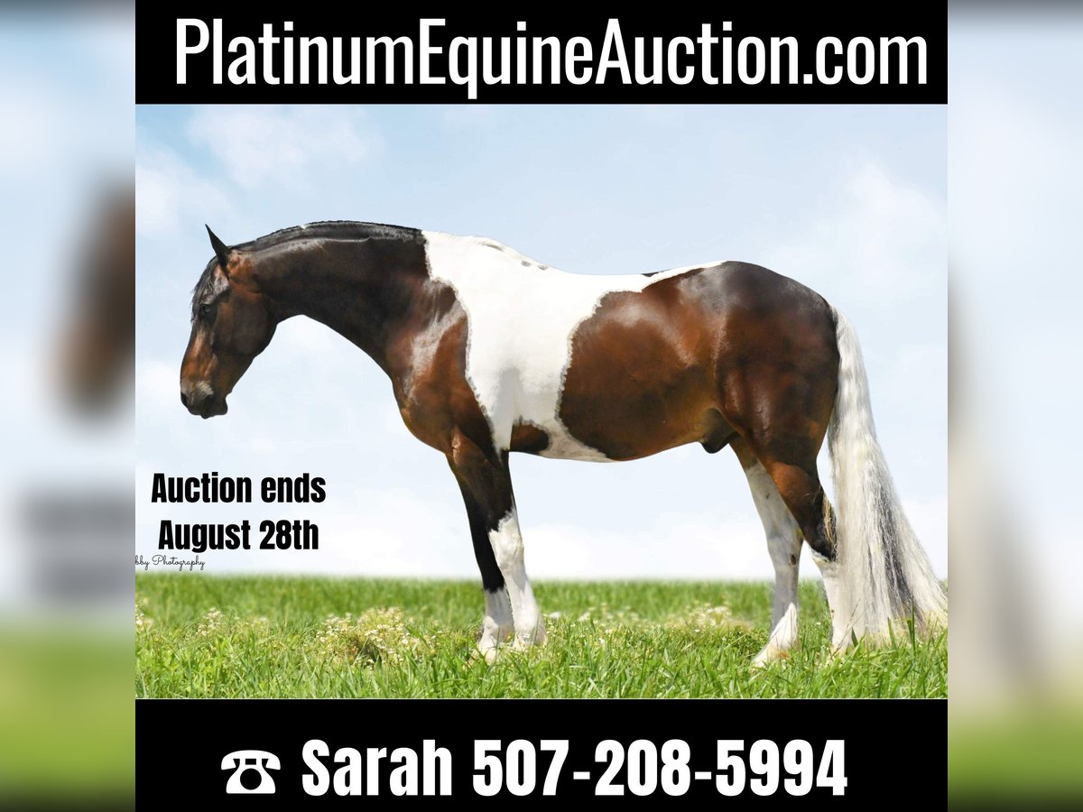 Friesian horses Gelding 15 years Tobiano-all-colors in Oelwein IA