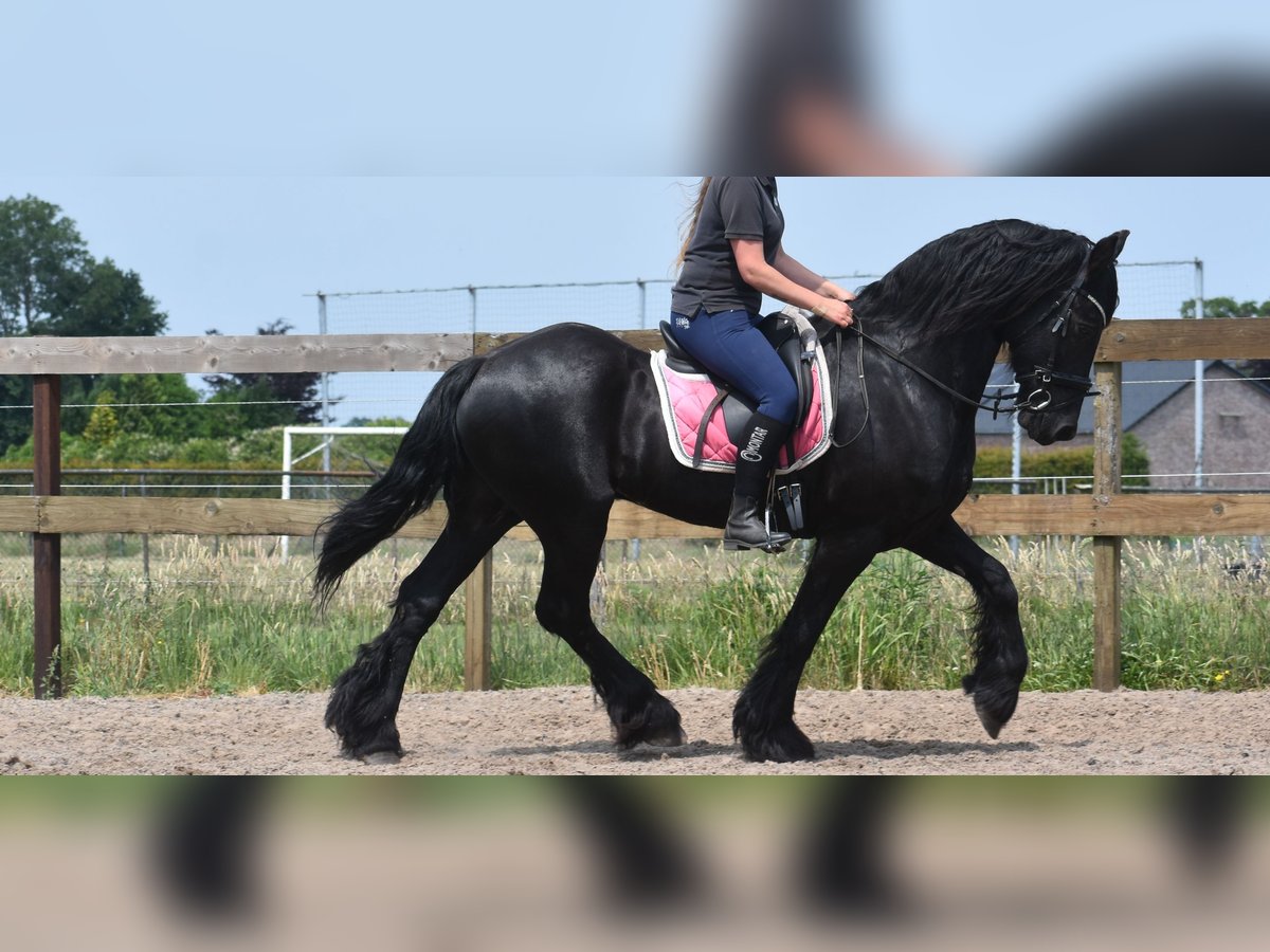 Friesian horses Gelding 16 years 15,2 hh Black in Achtmaal