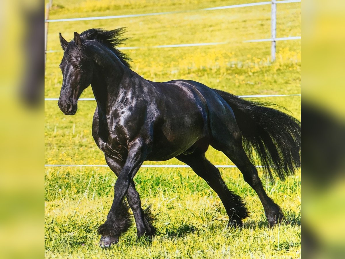 Friesian horses Gelding 16 years 16,1 hh in Tengen