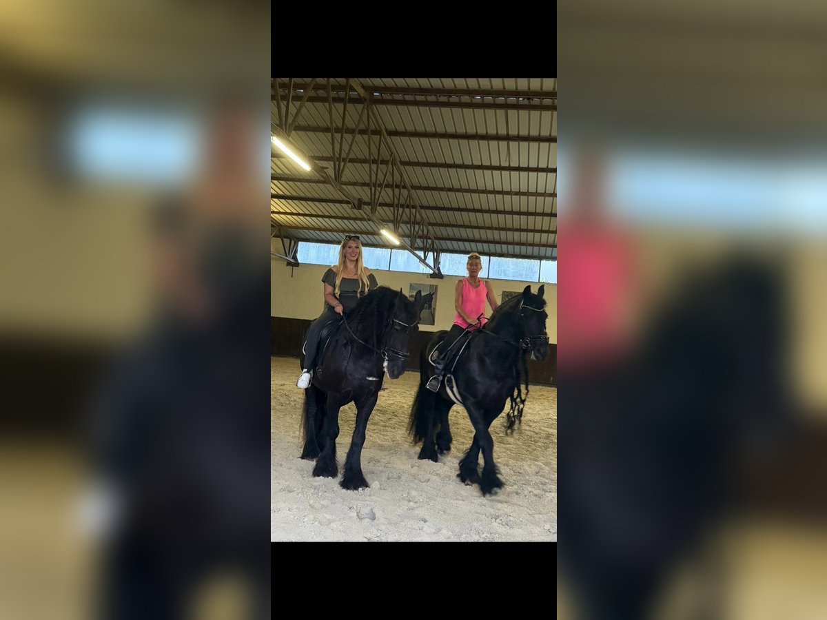 Friesian horses Gelding 17 years 15,2 hh Black in Medulin Friesian horses Gelding 17 years 15,2 hh Black in Medulin