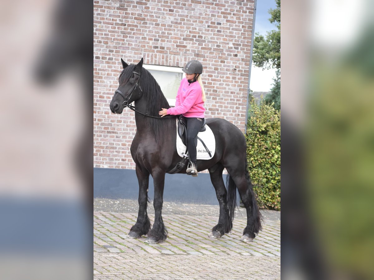 Friesian horses Gelding 17 years 16,2 hh Black in Achtmaal