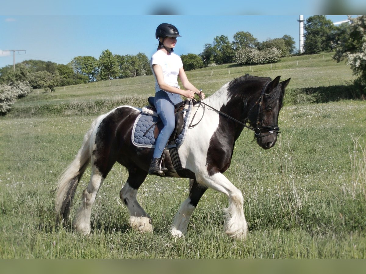Friesian horses Mix Gelding 18 years 15,2 hh Pinto in Freiensteinau