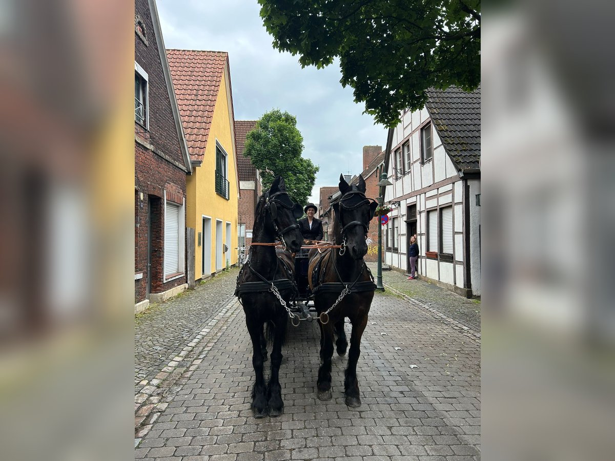 Friesian horses Gelding 20 years 15,2 hh Black in Billerbeck