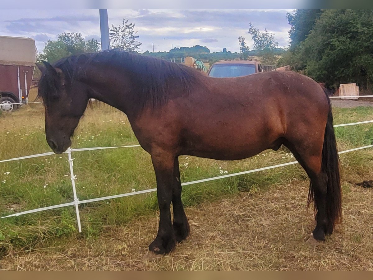 Friesian horses Gelding 2 years 15,2 hh Smoky-Black in Reiskirchen Friesian horses Gelding 2 years 15,2 hh Smoky-Black in Reiskirchen
