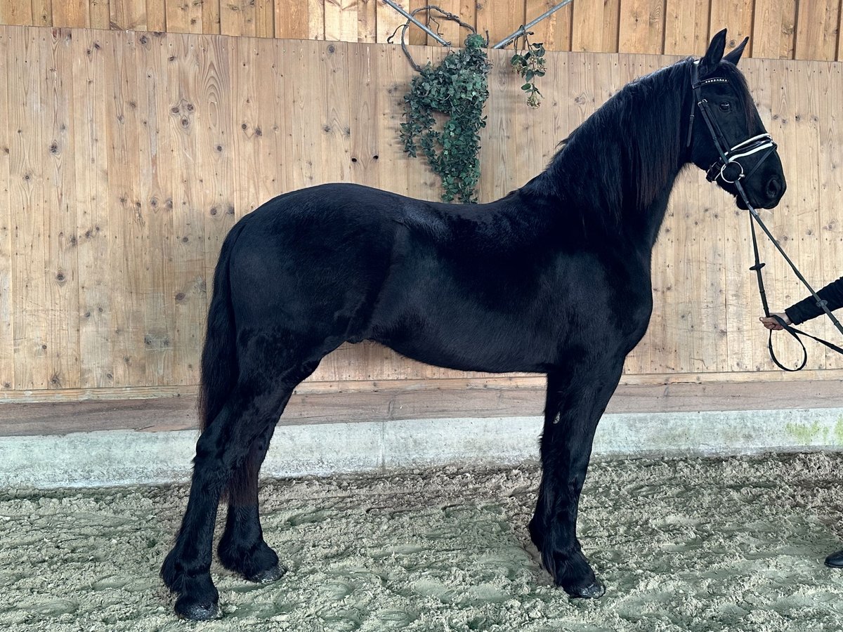 Friesian horses Gelding 2 years 16 hh Black in Riedlingen