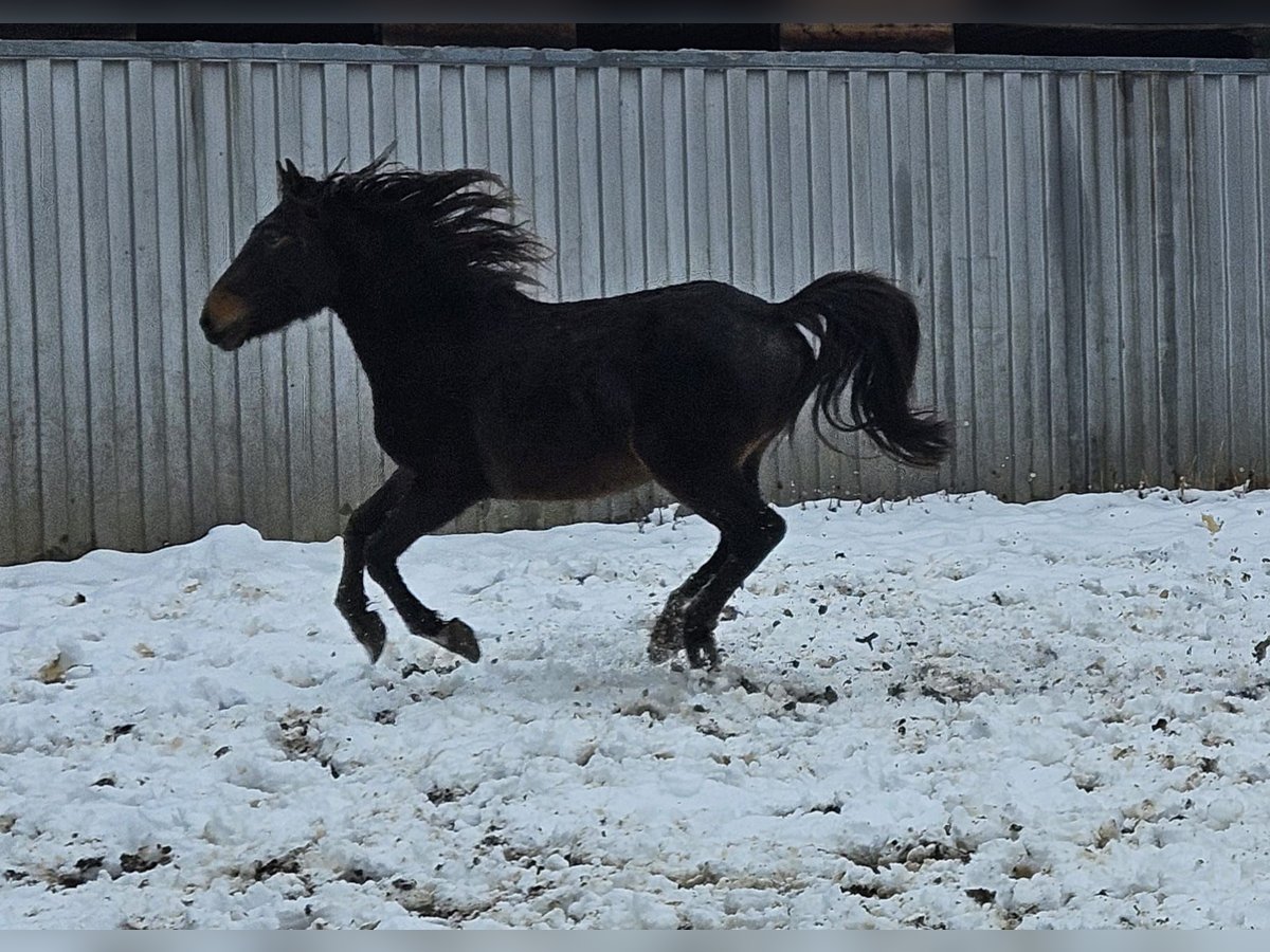 Friesian horses Mix Gelding 3 years 14,2 hh Bay-Dark in Niederzier