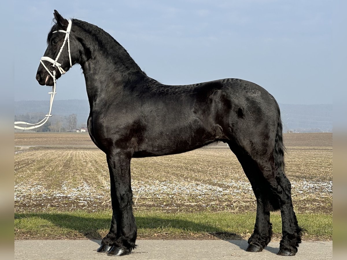 Friesian horses Gelding 3 years 16,1 hh Black in Riedlingen