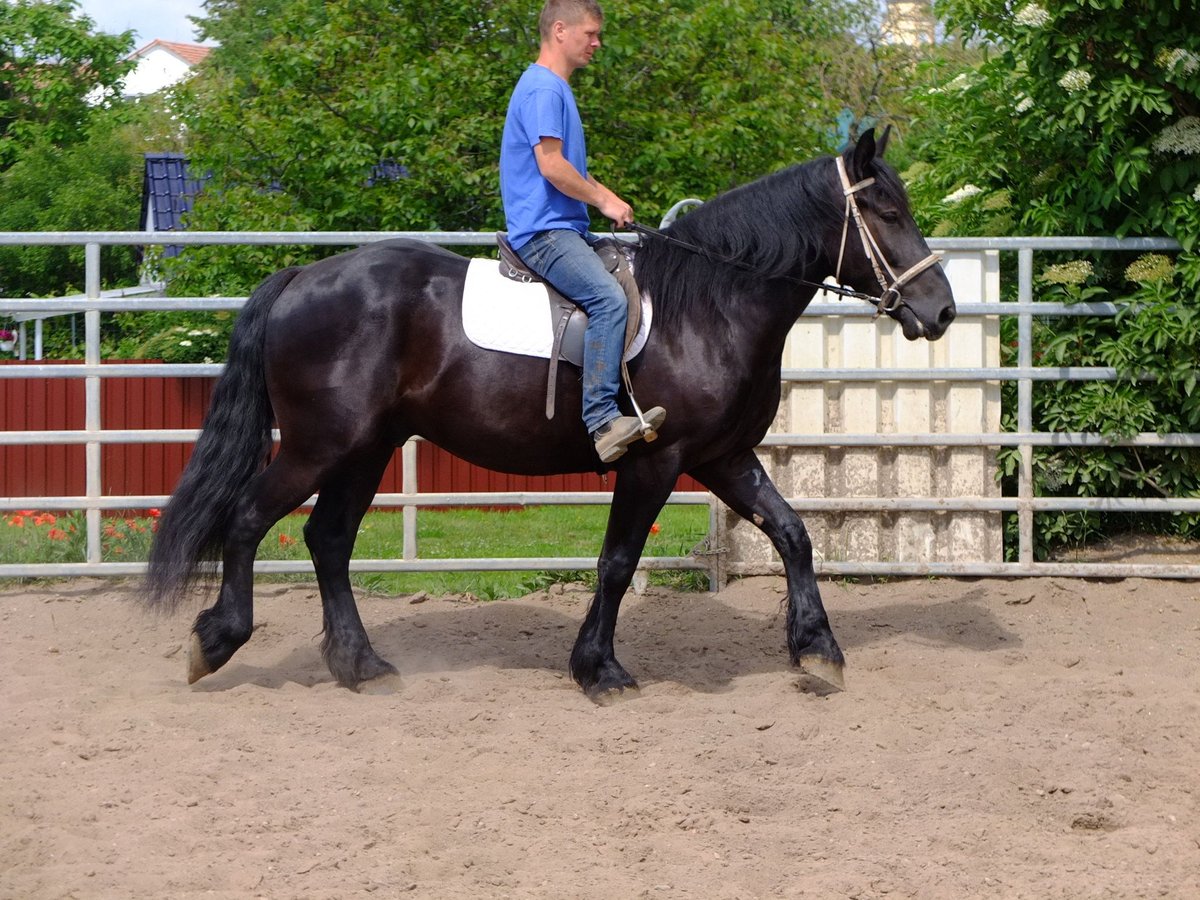 Friesian horses Mix Gelding 3 years 16 hh Black in Buttstädt