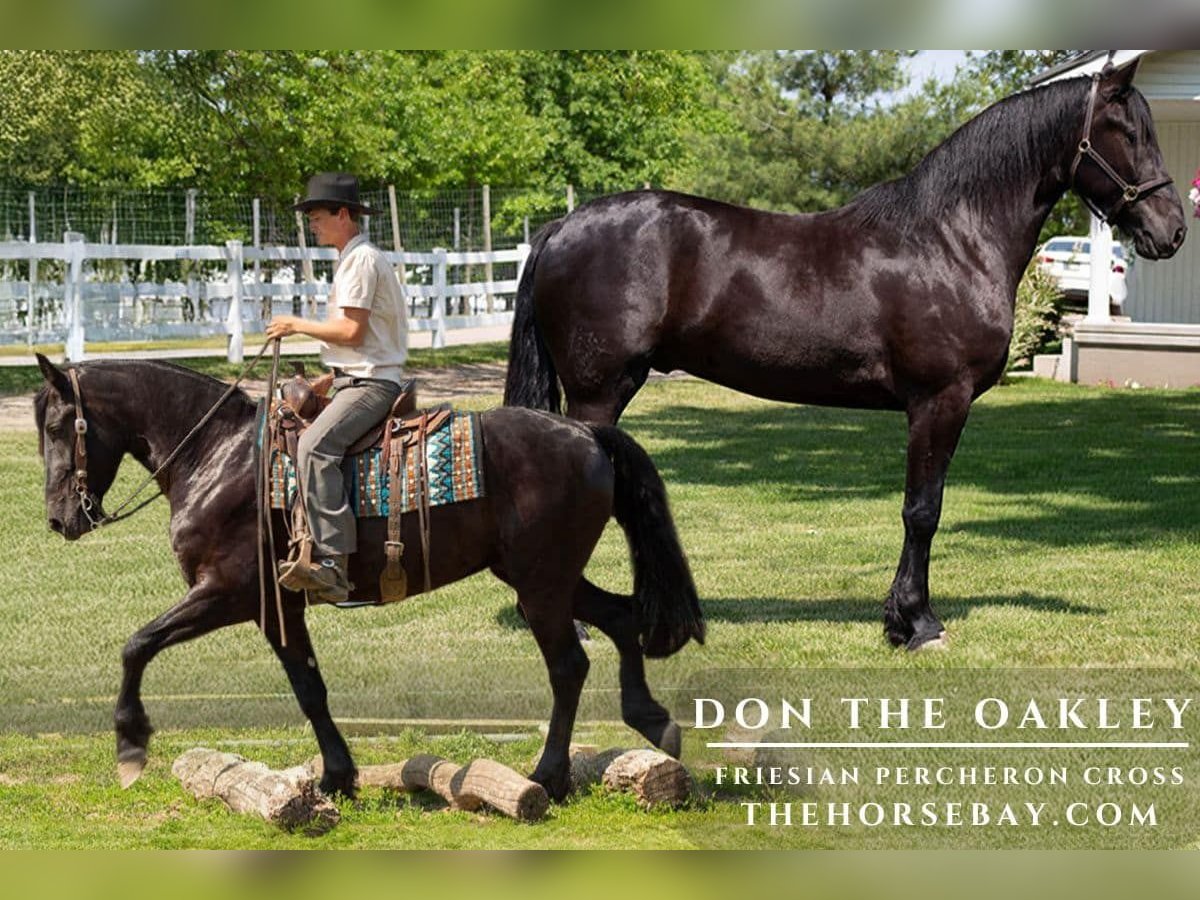 Friesian horses Gelding 3 years 16,1 hh Black in Shipshewana, IN