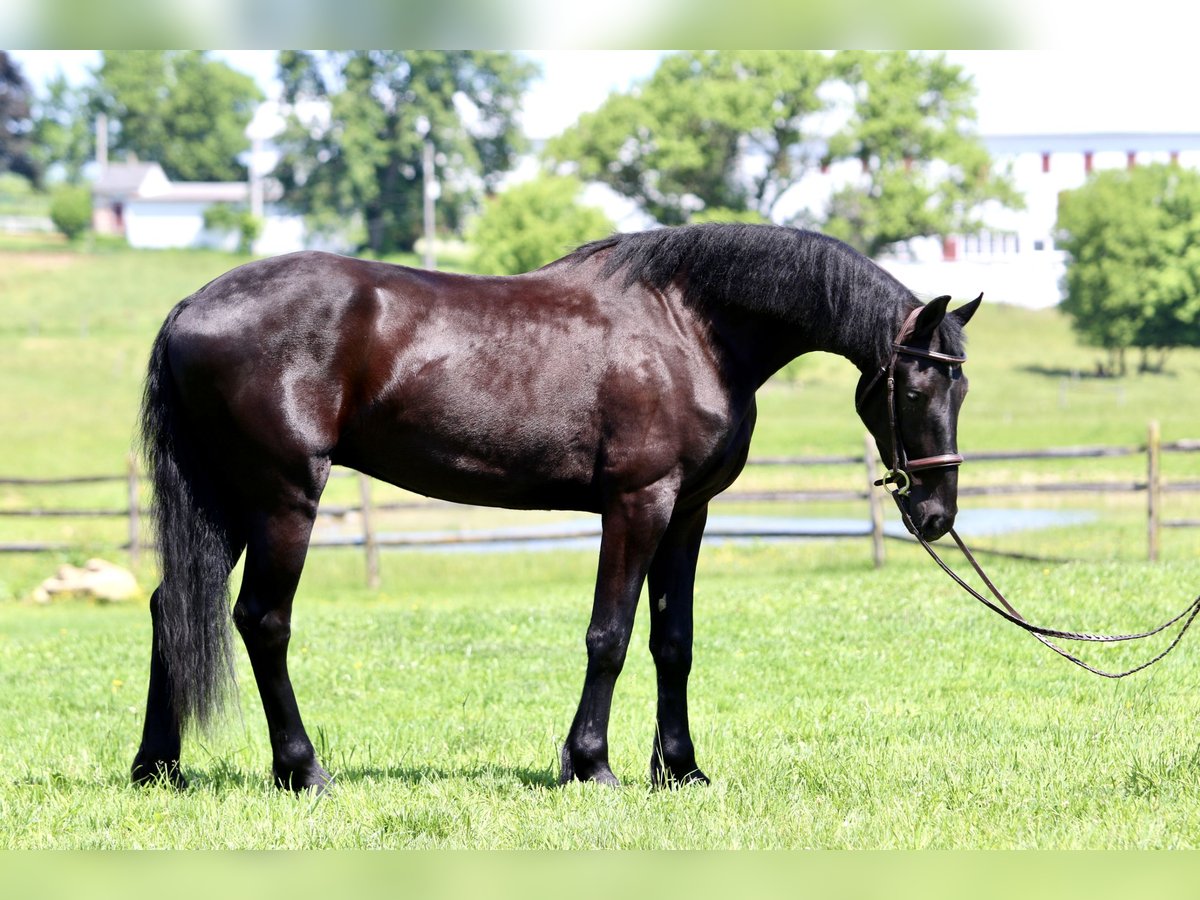 Friesian horses Gelding 3 years 16,2 hh Black in Gap