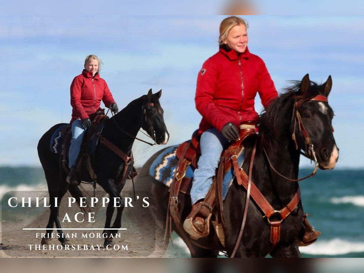 Friesian horses Gelding 3 years Black in Hesperia, MI
