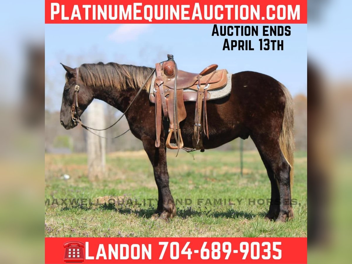 Friesian horses Gelding 4 years 14,3 hh Brown in Cherryville NC