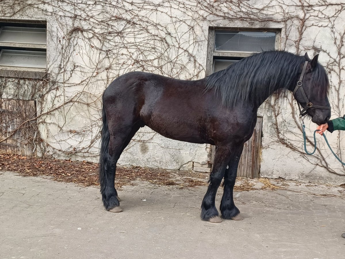 Friesian horses Gelding 4 years 15,1 hh Black in Tecklenburg