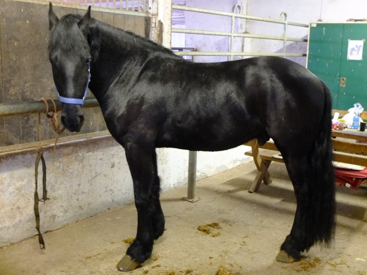 Friesian horses Gelding 4 years 15,2 hh Black in Buttstädt
