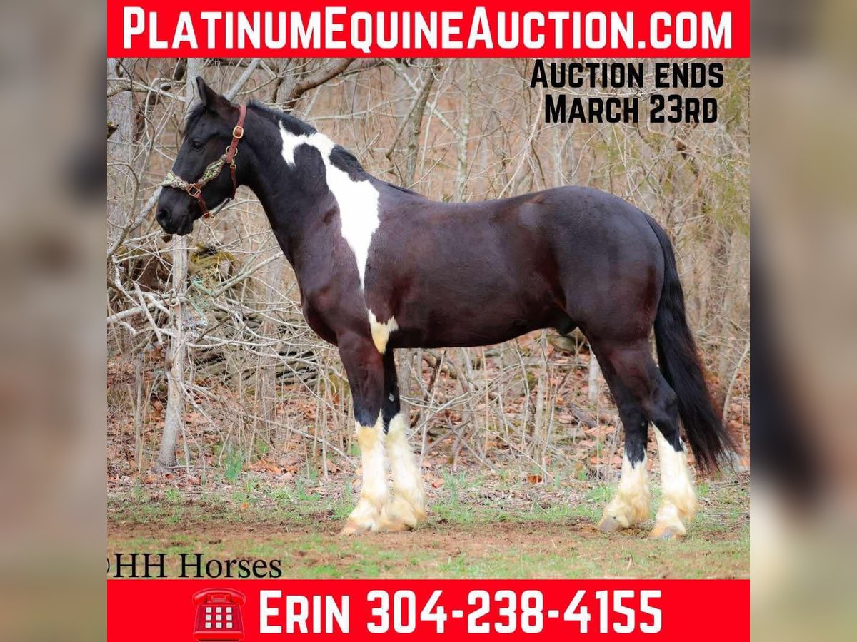 Friesian horses Gelding 4 years 15,2 hh Tobiano-all-colors in Flemingsburg KY